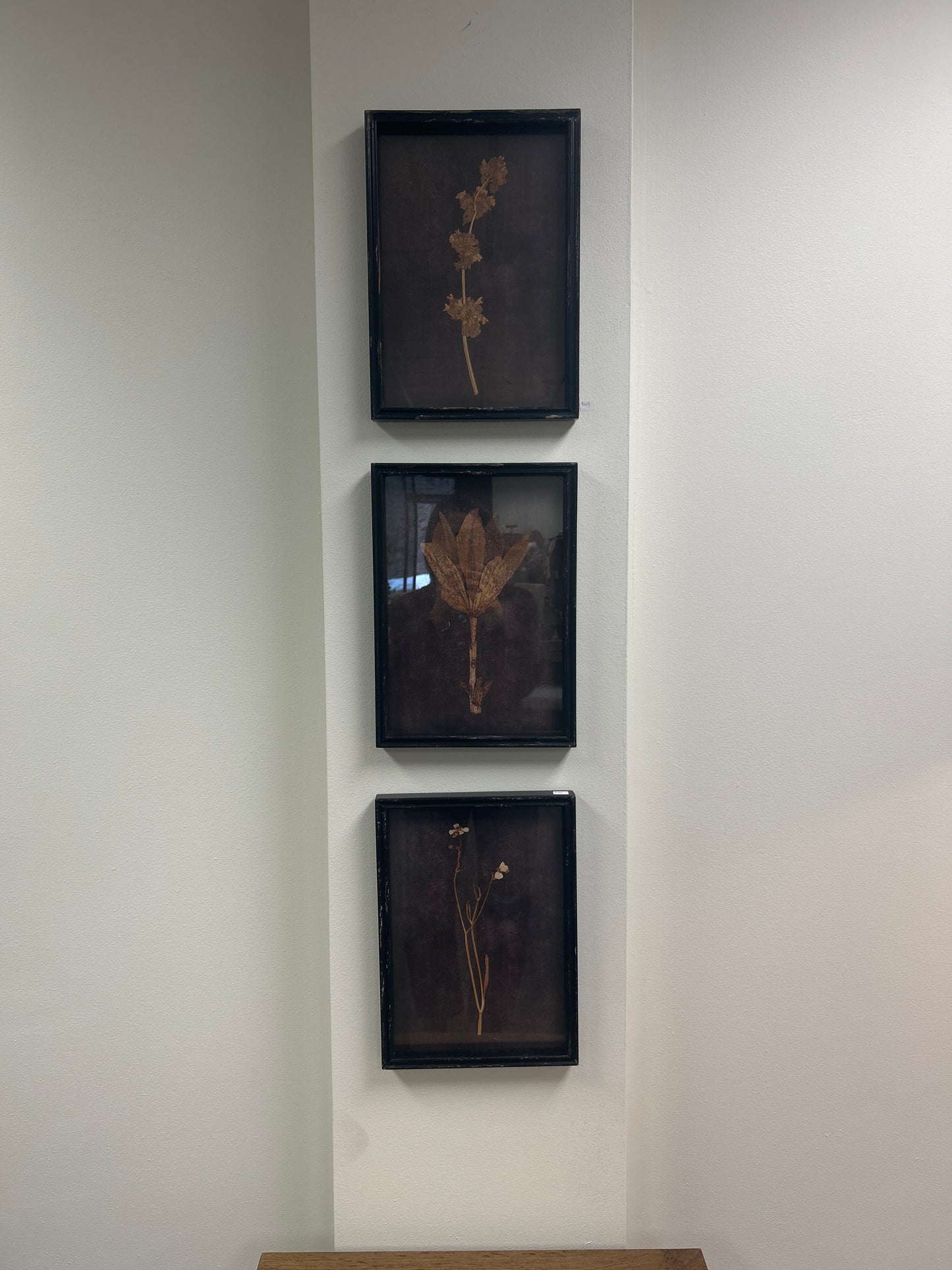 BOTANICAL PRINTS UNDER GLASS