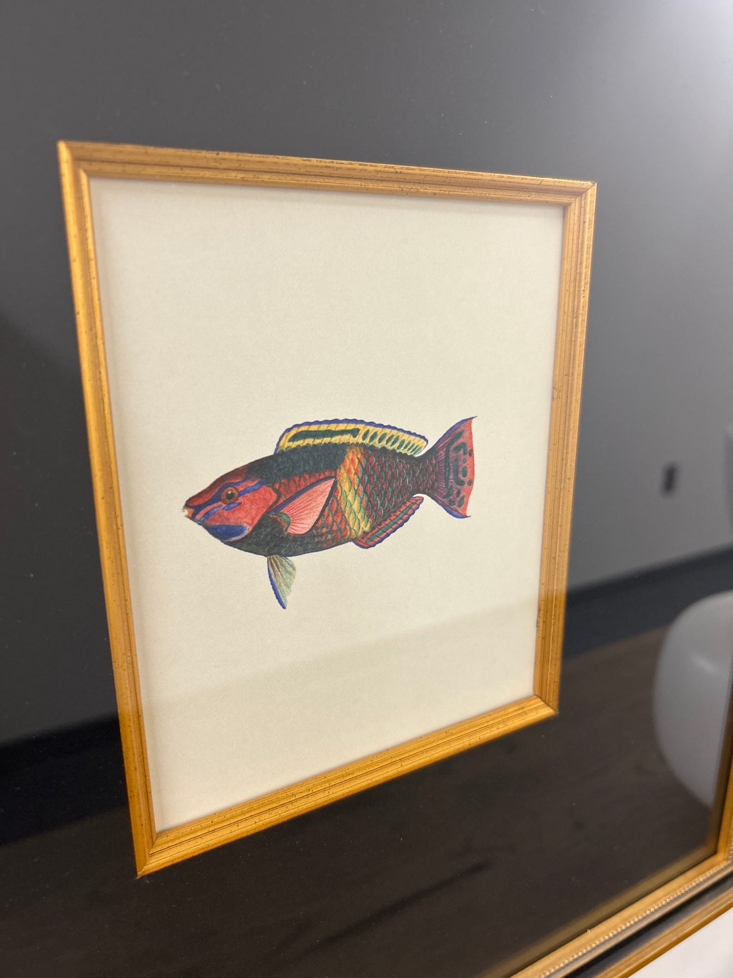 Reef Life Rainbow